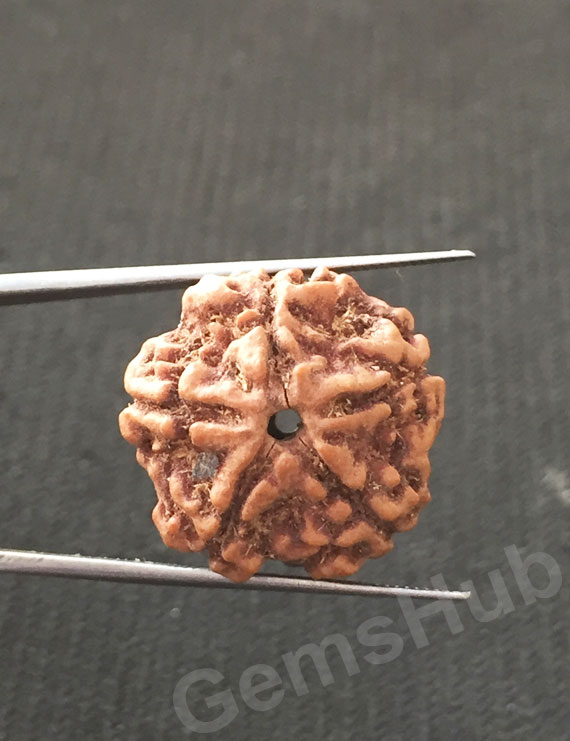 5 Mukhi Certified Nepali Rudraksha